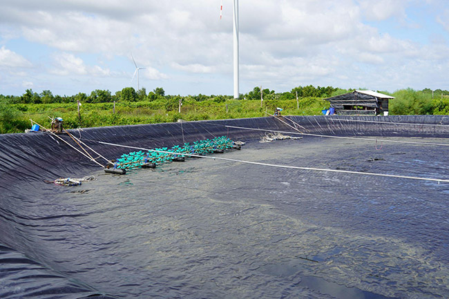 Mô hình nuôi tôm ao bạt mang lại nhiều lợi ích kinh tế cho bà con.