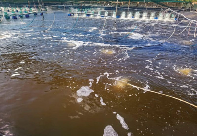 Nước ao nuôi tôm bị đục, dấu hiệu của môi trường nước nuôi tôm kém hiệu quả, cần phải thay nước.