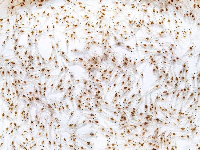 Ương tôm giống đúng cách mang lại nhiều lợi ích cho bà con nuôi tôm.