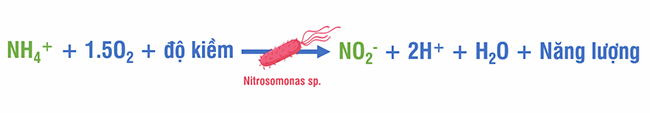 Chủng vi khuẩn Nitrosomonas có khả năng chuyển hóa Nitơ Amoni (NH4+) thành Nitrit (NO2-).