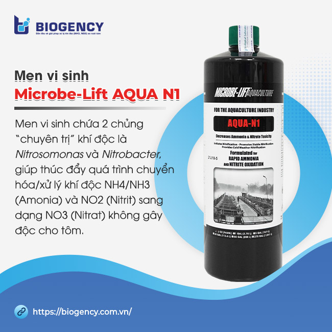 Men vi sinh Microbe-Lift AQUA N1 - Men vi sinh chứa 2 chủng “chuyên trị” khí độc là Nitrosomonas và Nitrobacter, giúp thúc đẩy quá trình chuyển hóa/xử lý khí độc NH4/NH3 (Amonia) và NO2 (Nitrit) sang dạng NO3 (Nitrat) không gây độc cho tôm.