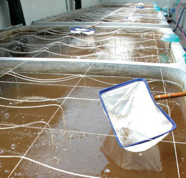 Mô hình bể ương tôm giống trong trại giống.