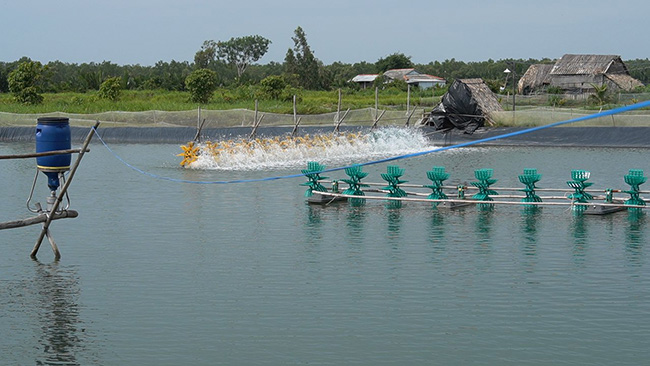 Tăng cường cho chạy quạt nước giúp giảm nồng độ khí Amoniac về mức độ an toàn.