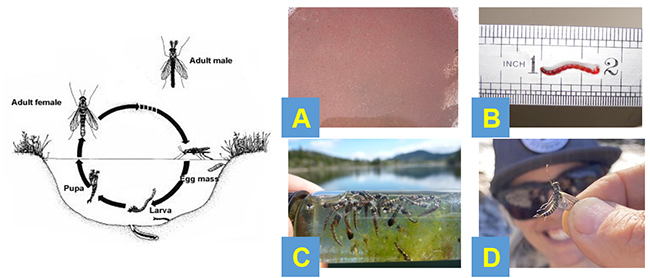 Vòng đời của muỗi Midge: Trứng (A) - Ấu trùng (Giun đỏ) (B) - Nhộng (C) - Muỗi trưởng thành (D).