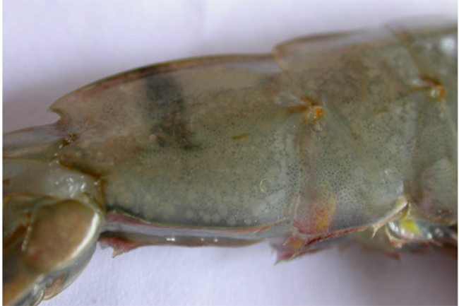 Các đốm trắng xuất hiện ở phần đuôi tôm.