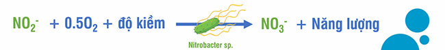 Chủng vi khuẩn Nitrobacter có khả năng chuyển hóa Nitrit thành Nitrat.