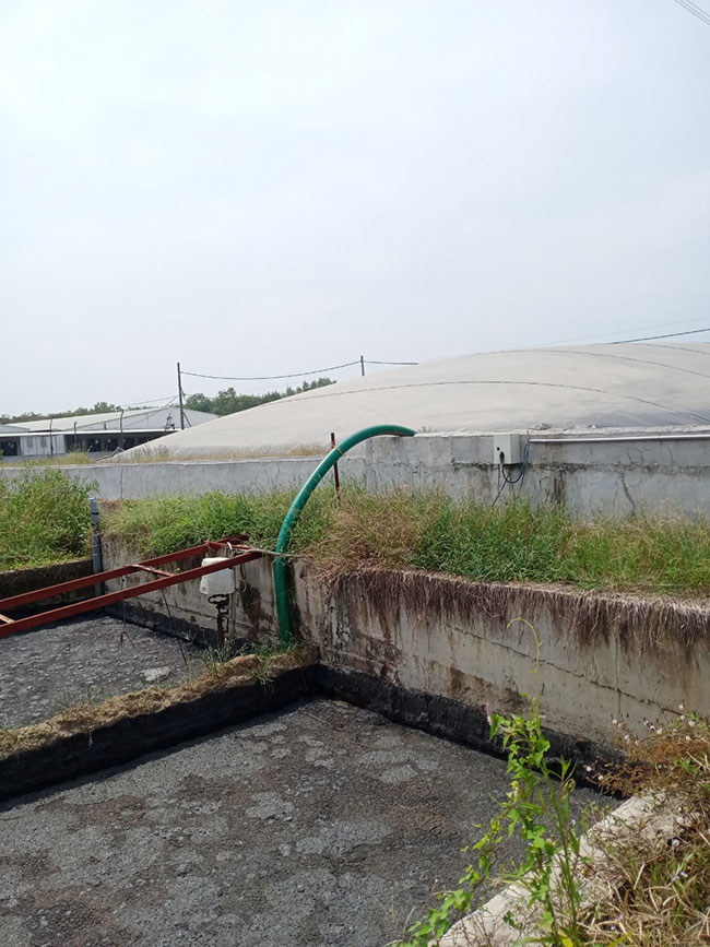 Hầm Biogas được ứng dụng trong xử lý nước thải chăn nuôi heo.