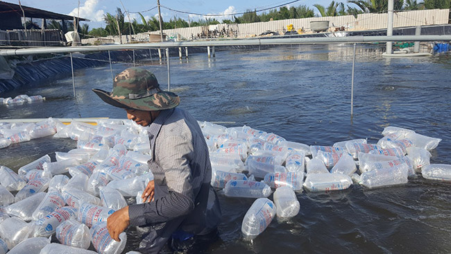 Tôm sau khi ương được thả trực tiếp xuống ao.