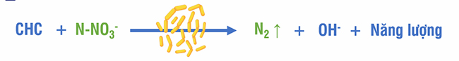 Quá trình chuyển hóa Nitrat thành khí Nitơ tự do trong xử lý nước thải.