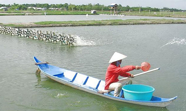 Tạt trong ao nuôi hỗn hợp vôi và Dolomite hỗ trợ quá trình tăng độ kiềm trong ao nuôi tôm.