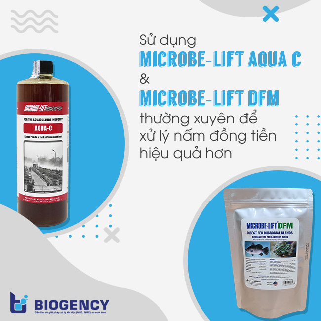 Sử dụng Microbe-Lift AQUA C và Microbe-Lift DFM thường xuyên để xử lý nấm đồng tiền hiệu quả hơn.