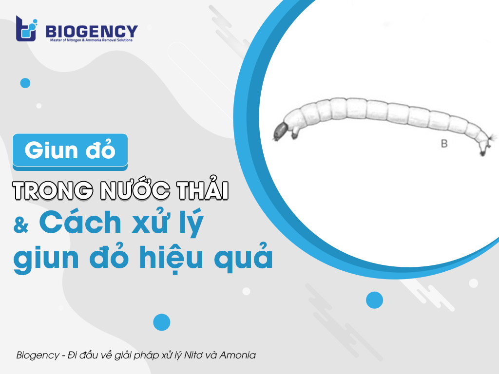Giun đỏ trong nước thải & Cách xử lý giun đỏ hiệu quả