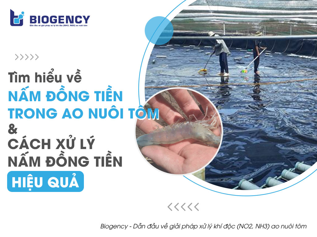 Tìm hiểu về nấm đồng tiền trong ao nuôi tôm và cách xử lý nấm đồng tiền hiệu quả