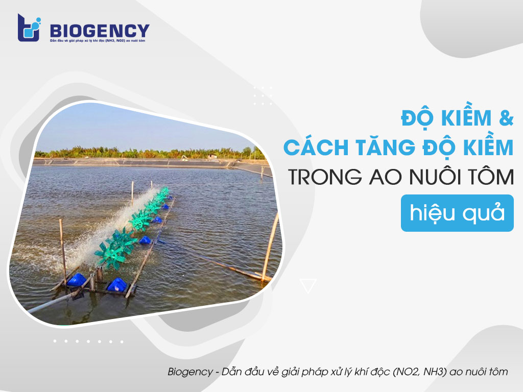 Độ kiềm và Cách tăng độ kiềm trong ao nuôi tôm hiệu quả
