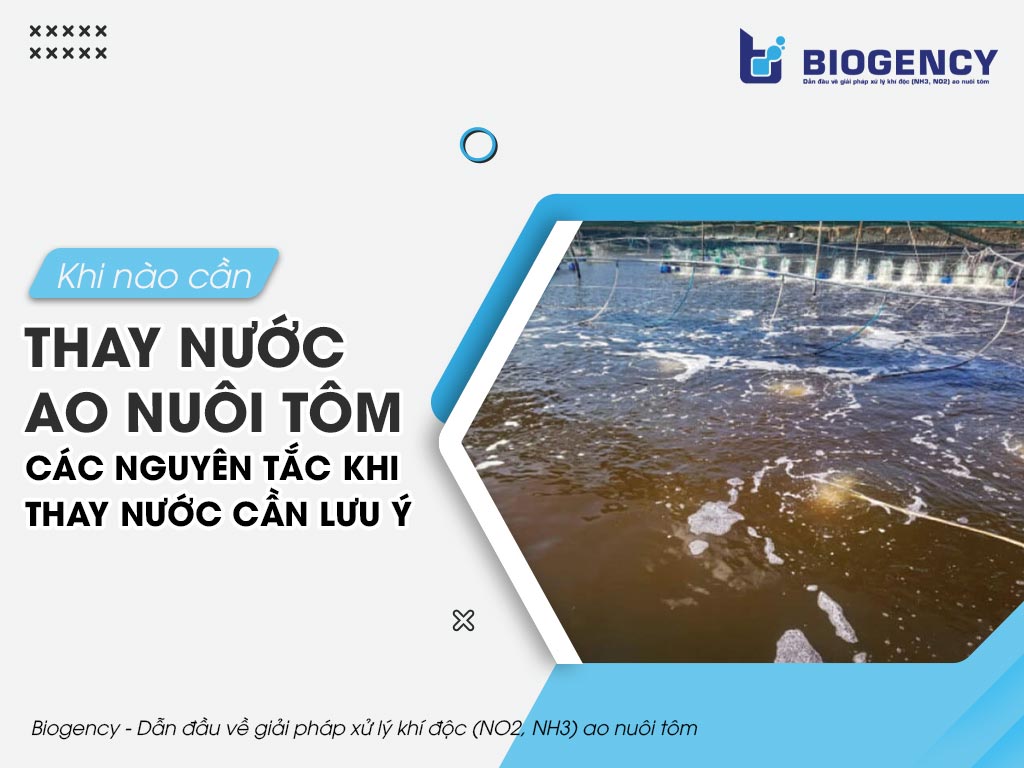 Khi nào cần thay nước ao nuôi tôm? Các nguyên tắc khi thay nước cần lưu ý