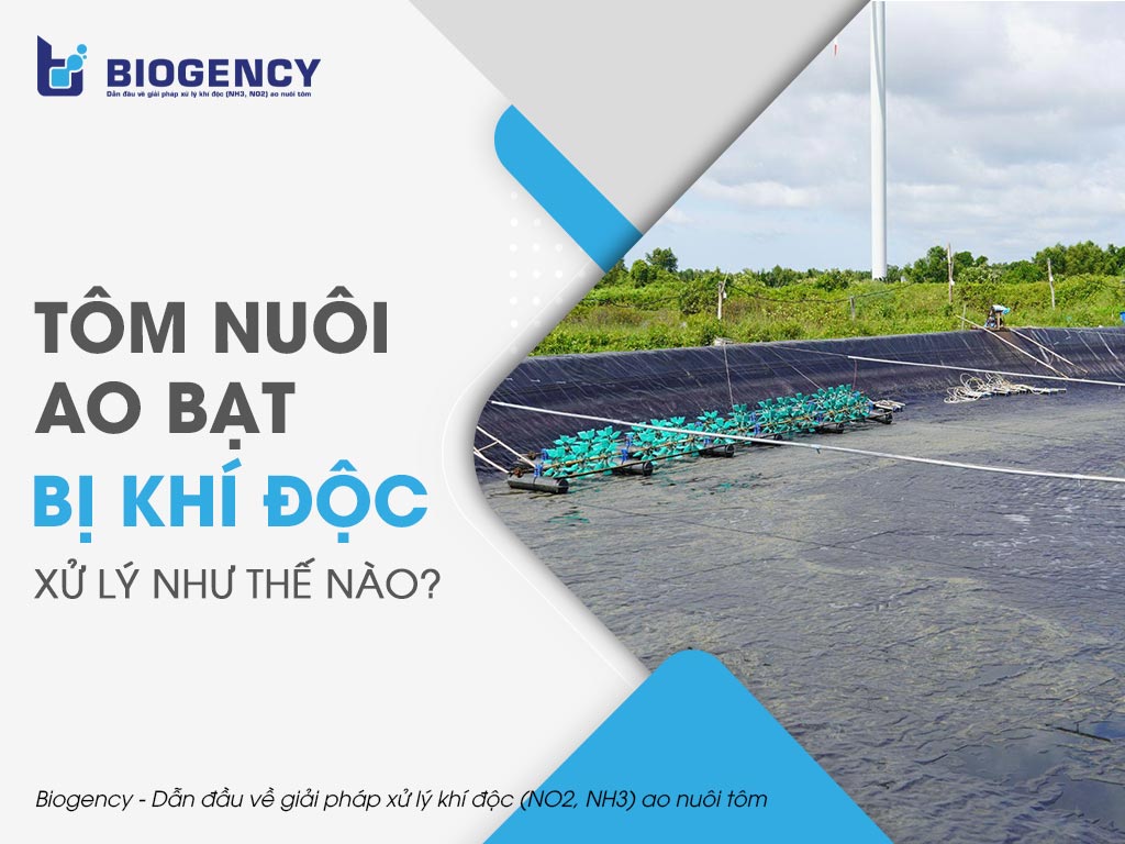 Tôm nuôi ao bạt bị khí độc xử lý như thế nào?