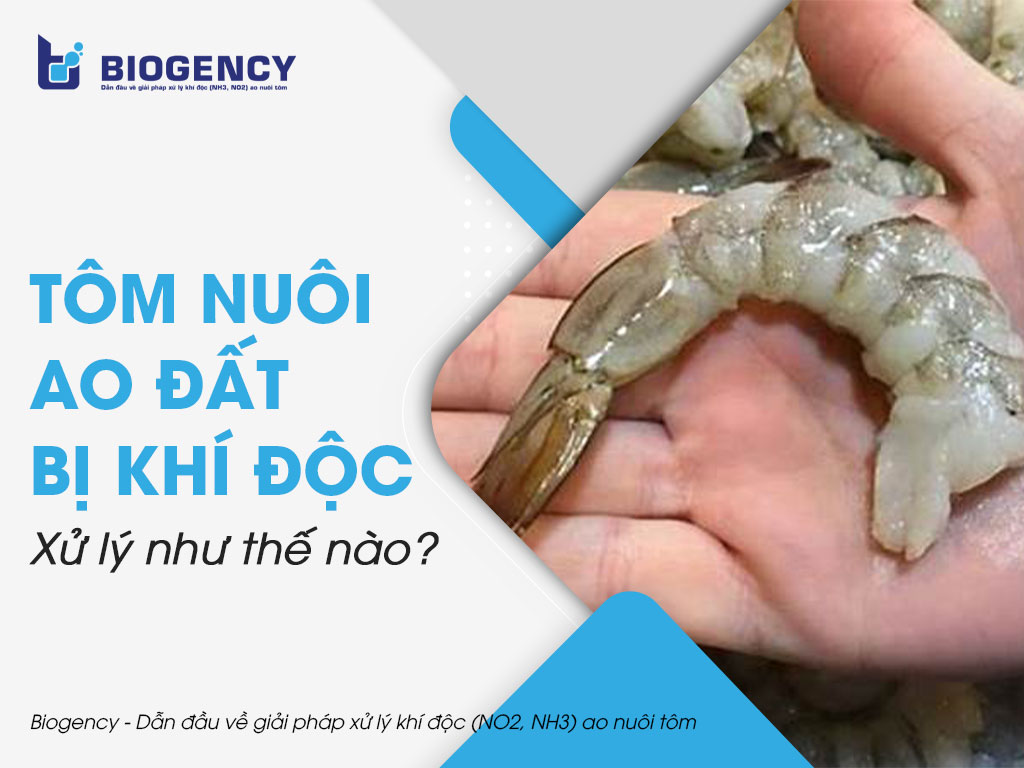 Tôm nuôi ao đất bị khí độc xử lý như thế nào?