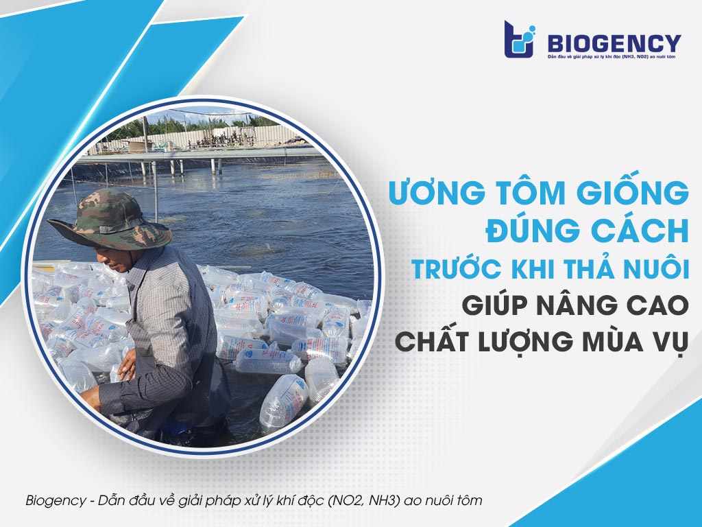 Ương tôm giống đúng cách trước khi thả nuôi giúp nâng cao chất lượng mùa vụ