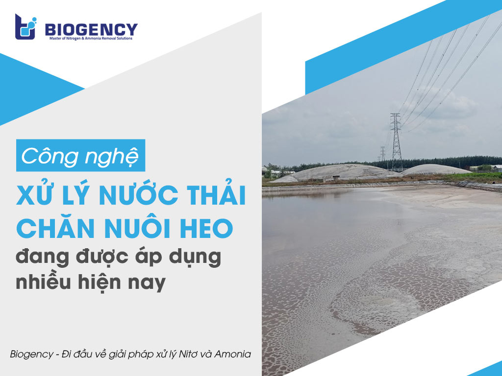 Công nghệ xử lý nước thải chăn nuôi heo đang được áp dụng nhiều hiện nay