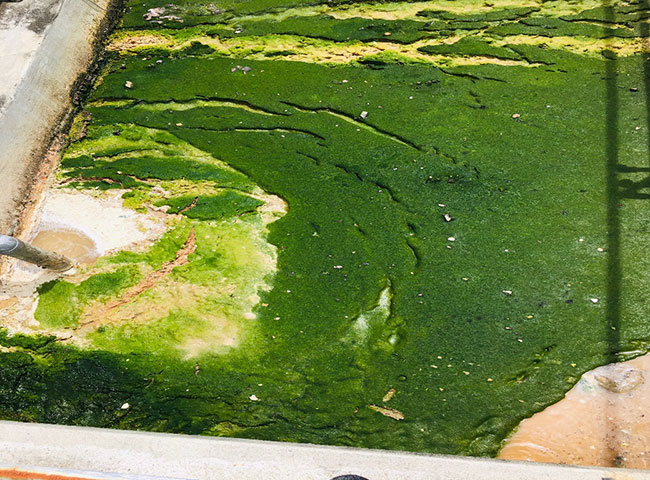 Hiện tượng trương nở do vi sinh bám dính vào dầu mỡ.