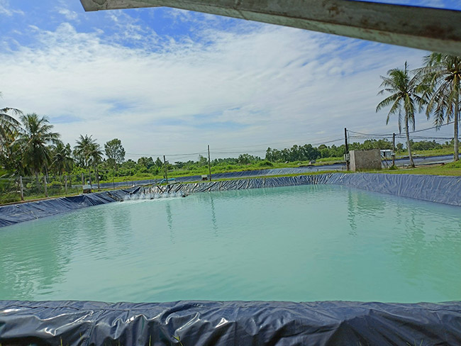 Hình ảnh ao lắng tại thực tế vùng nuôi tôm, ao lắng rất quan trọng để cấp nước sạch vào ao nuôi.