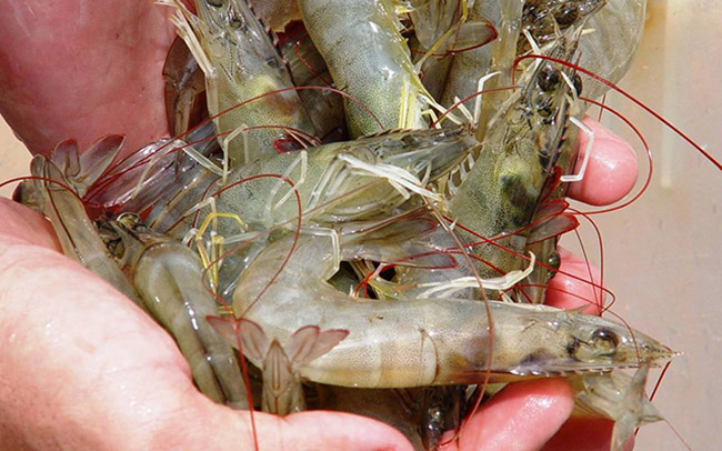 Nhiều ao nuôi tôm bị nhiễm ký sinh trùng EHP do thời tiết biến đổi phức tạp.