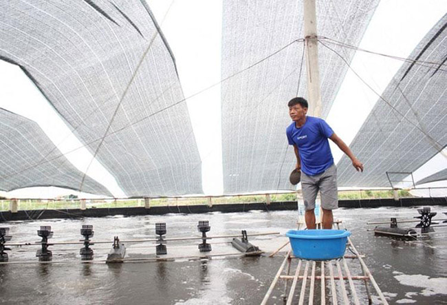 Tỉ lệ và tần suất thay nước ao tôm phụ thuộc chính vào quyết định của người đứng nuôi.