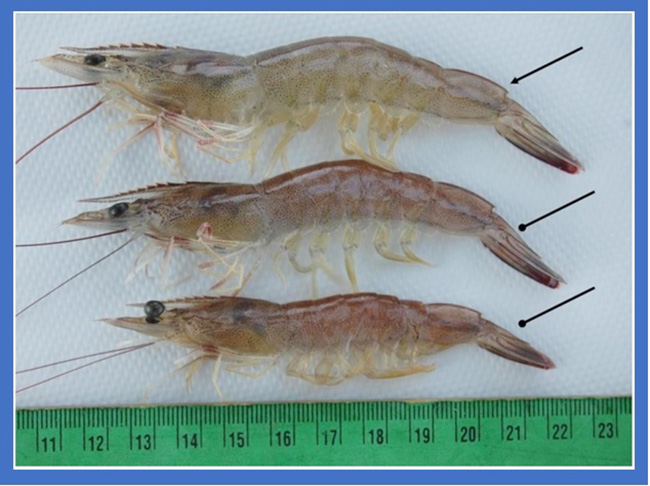 Tôm chậm phát triển size, còi cọc.