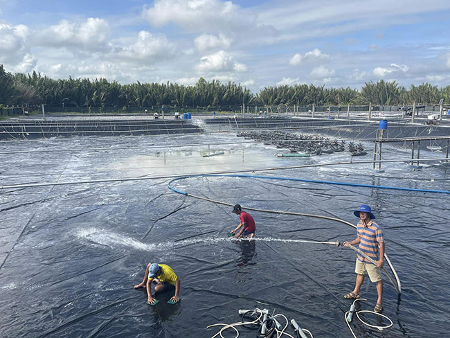 Khi ao tôm nhiễm EHP, việc cải tạo đáy ao trước khi vào vụ mới cần thực hiện kỹ lưỡng.