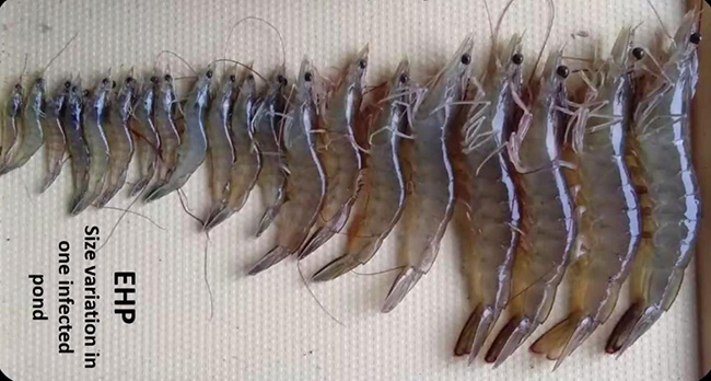 Tôm nhiễm EHP bị chậm lớn, giảm chất lượng thành phẩm.
