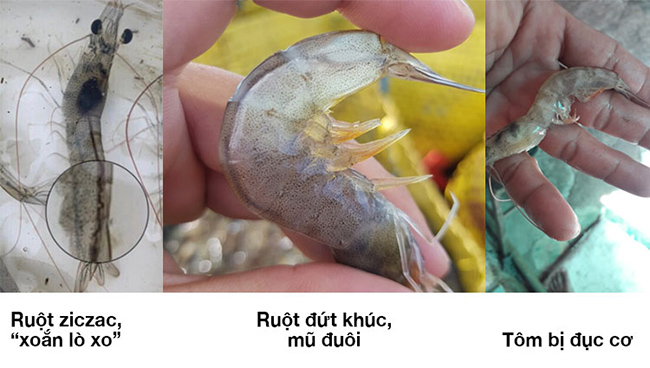 Một số dấu hiệu nhận biết tôm bị ký sinh trùng đường ruột.
