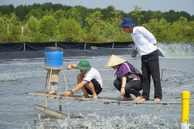 Nước ao nuôi chưa được xử lý triệt để là nguyên nhân chính làm tôm bị đứt ruột, rỗng ruột.