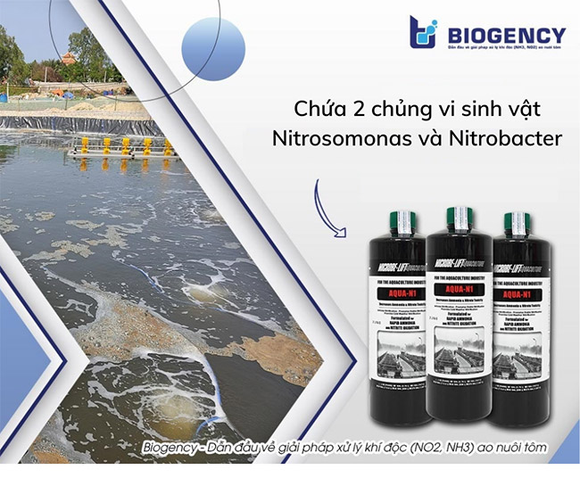 Men vi sinh Microbe-Lift AQUA N1 chuyên trị khí độc NH3/NO2.