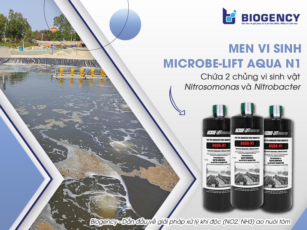 Giải pháp xử lý khí độc NO2, NH3 trong ao nuôi tôm của Biogency ứng dụng Men vi sinh Microbe-Lift AQUA N1 chuyên trị khí độc NH3/NO2 với hai chủng vi khuẩn Nitrosomonas và Nitrobacter.