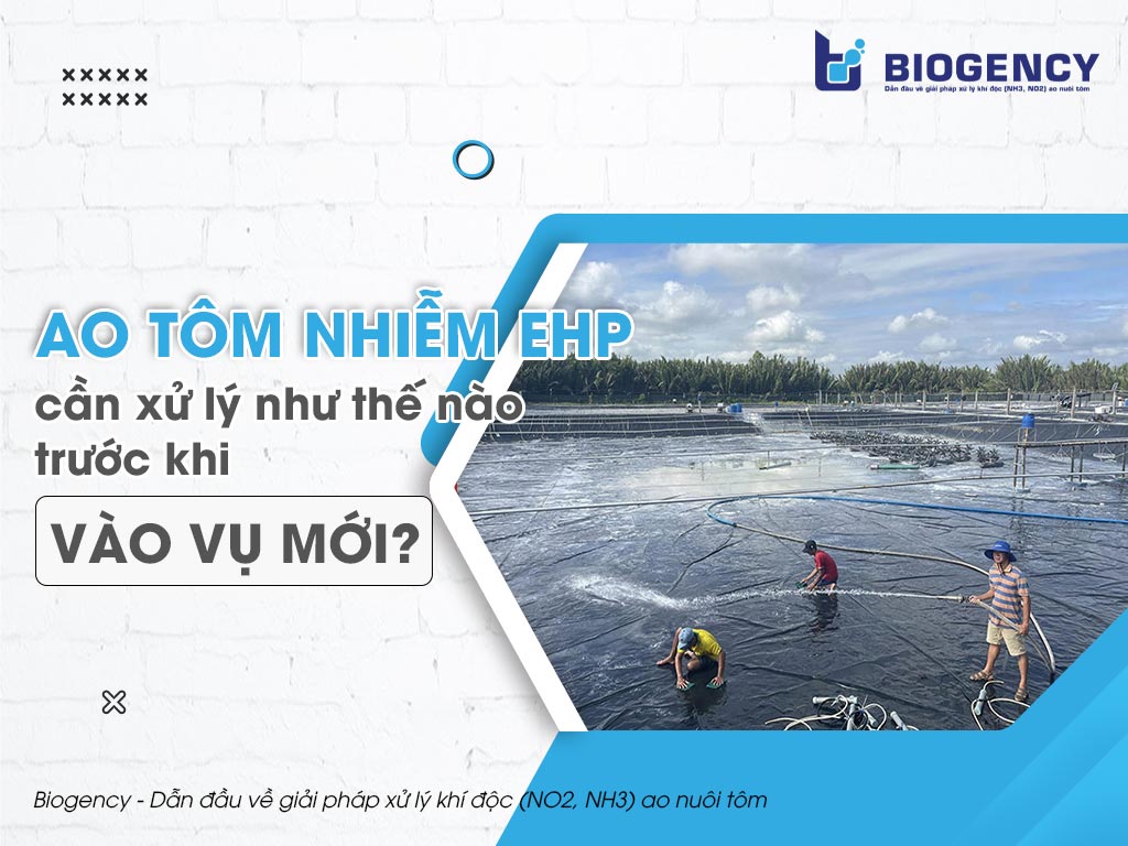 Ao tôm nhiễm EHP cần xử lý như thế nào trước khi vào vụ mới?