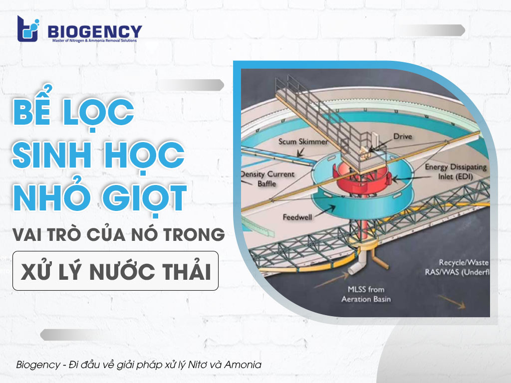 Bể lọc sinh học nhỏ giọt và vai trò của nó trong xử lý nước thải