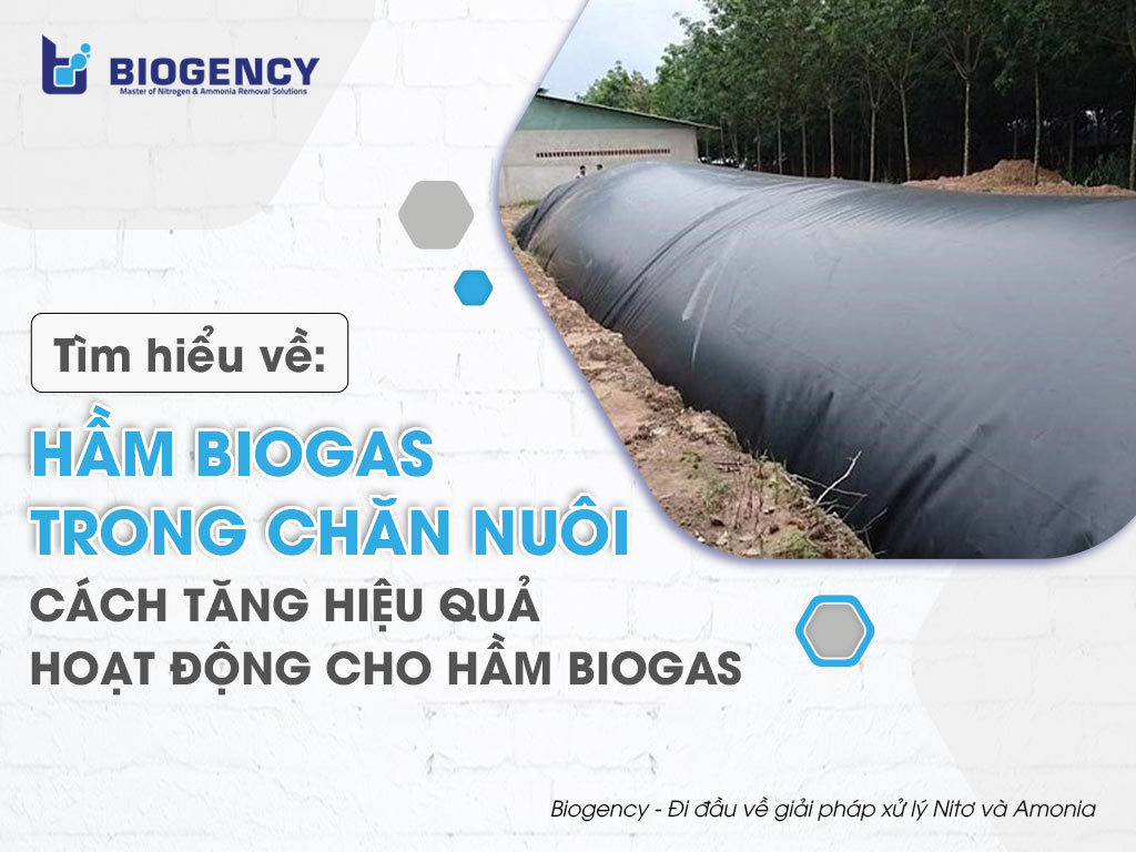 Có hầm biogas vẫn ô nhiễm  Tạp chí Chăn nuôi Việt Nam
