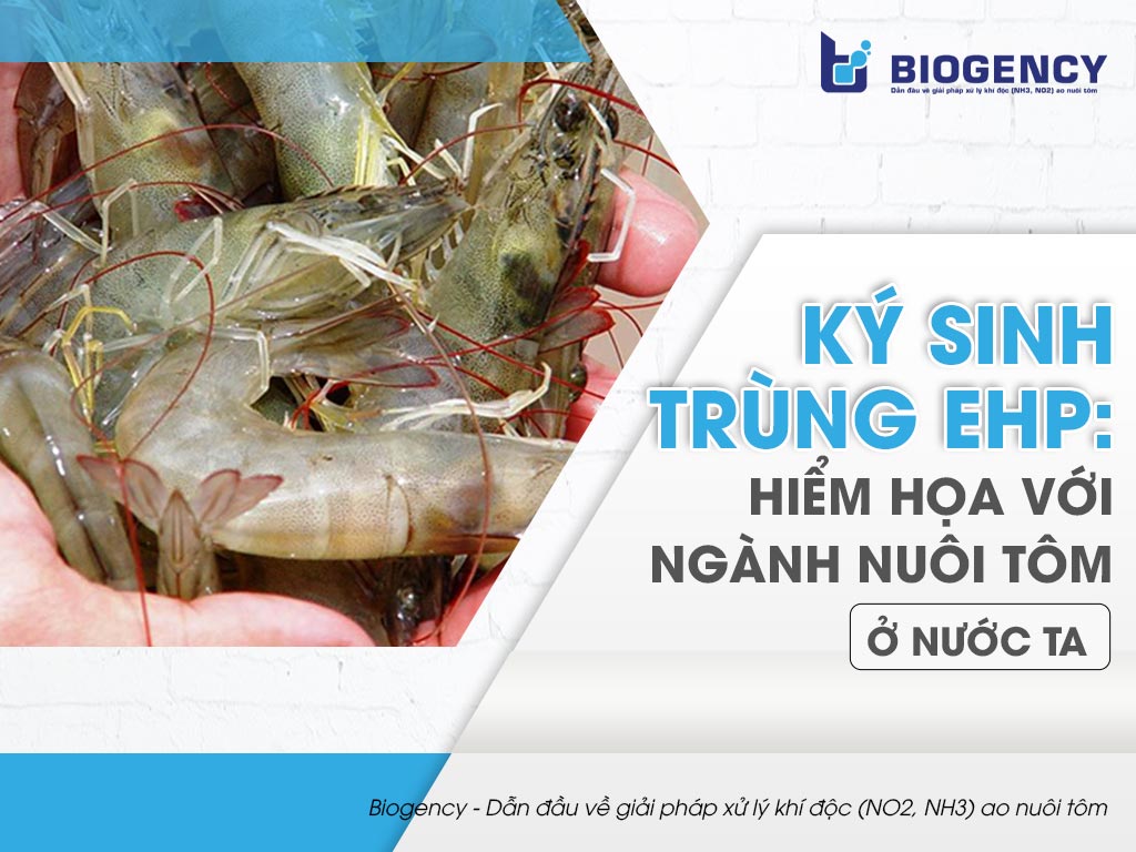 Ký sinh trùng EHP: Hiểm họa với ngành nuôi tôm ở nước ta