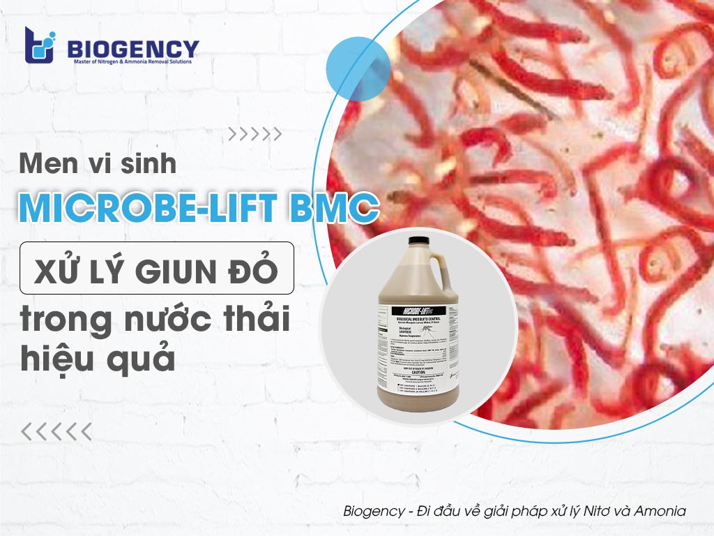 Men vi sinh Microbe-Lift BMC - Xử lý giun đỏ trong nước thải hiệu quả