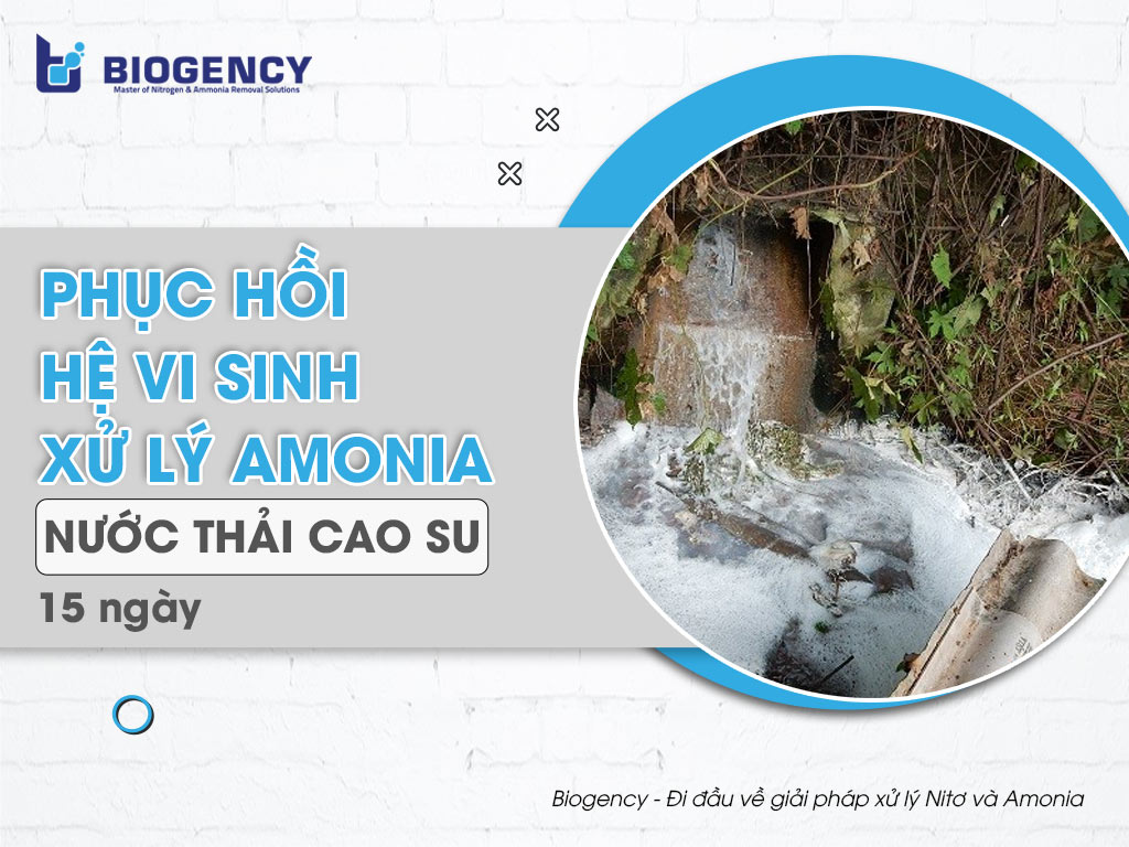 Phục hồi hệ vi sinh xử lý Amonia nước thải cao su trong 15 ngày với Men vi sinh Microbe-Lift