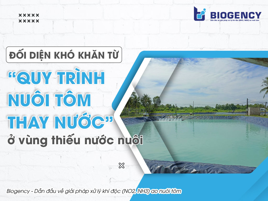 Đối diện khó khăn từ “quy trình nuôi tôm thay nước” ở vùng thiếu nước nuôi