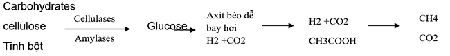 Men vi sinh Microbe-Lift sử dụng các chủng vi sinh vật phân hủy chất hữu cơ theo cơ chế
