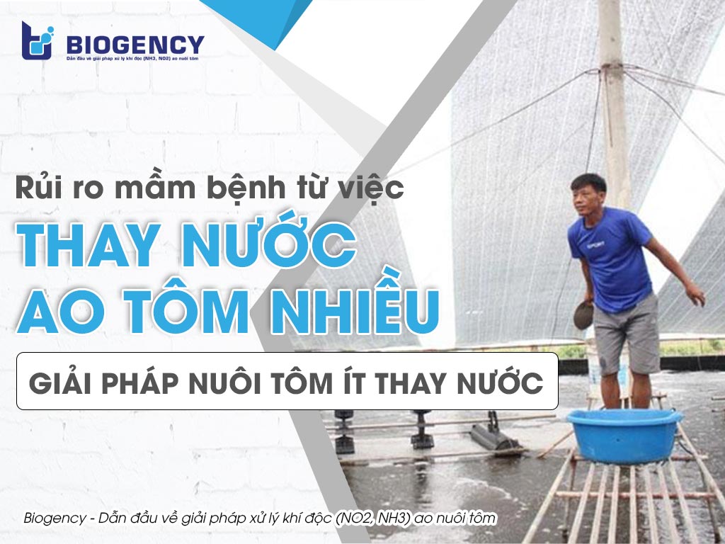 Rủi ro mầm bệnh từ việc thay nước ao tôm nhiều. Giải pháp nào giúp nuôi tôm ít thay nước?