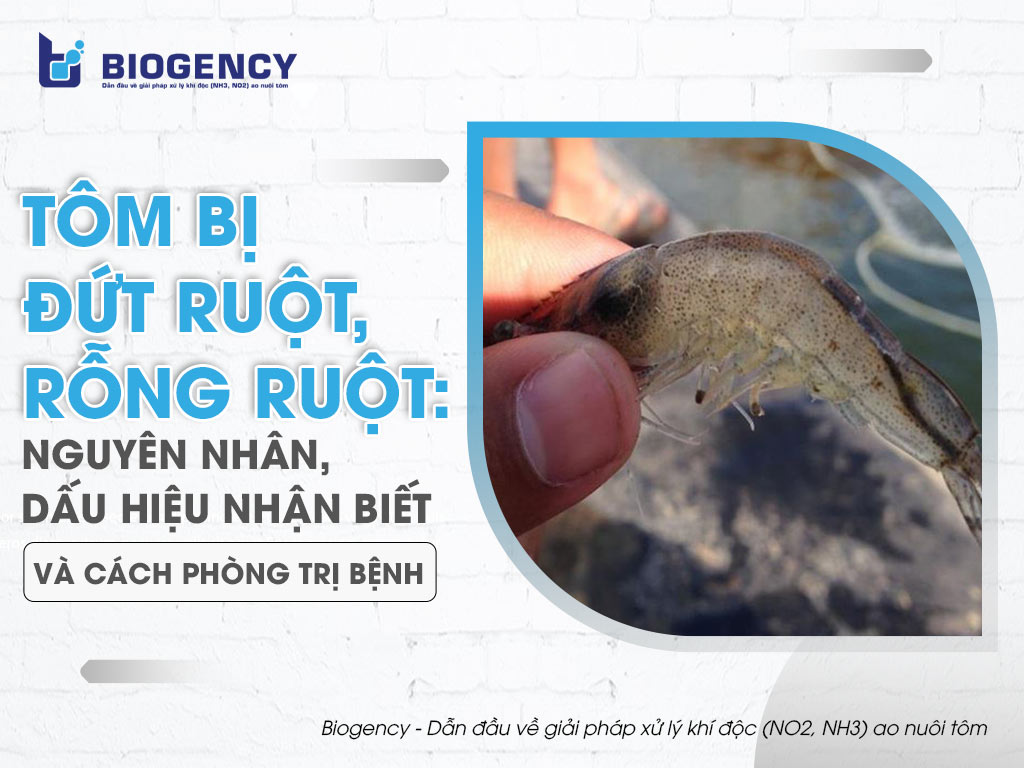Tôm bị đứt ruột, rỗng ruột: Nguyên nhân, dấu hiệu nhận biết và cách phòng trị bệnh