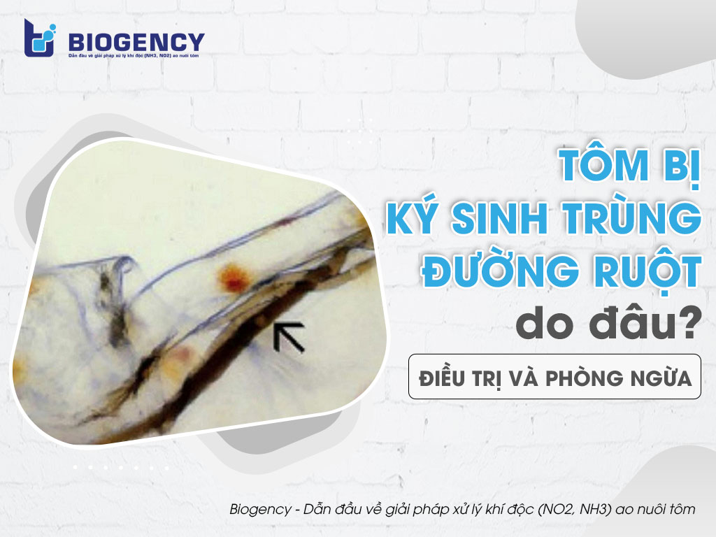 Tôm bị ký sinh trùng đường ruột do đâu? Cách điều trị và phòng ngừa bệnh như thế nào?