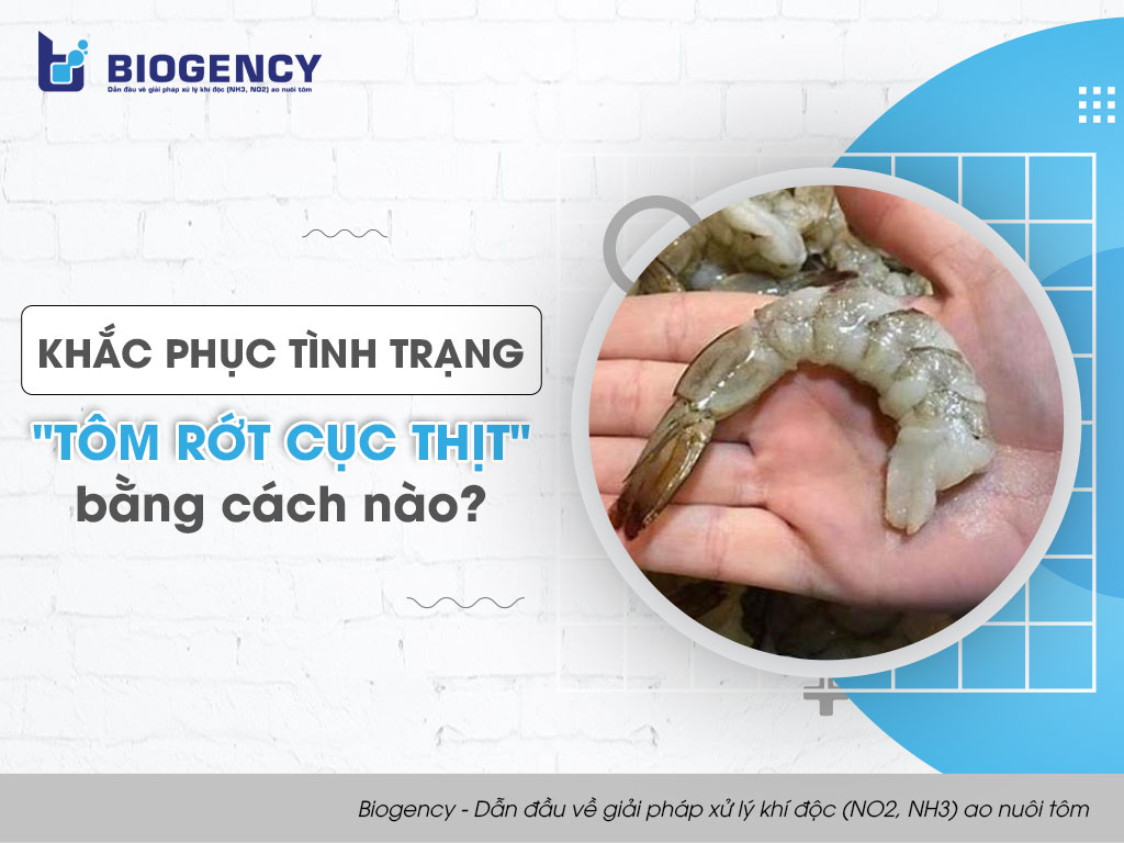 Khắc phục tình trạng "tôm rớt cục thịt" bằng cách nào?