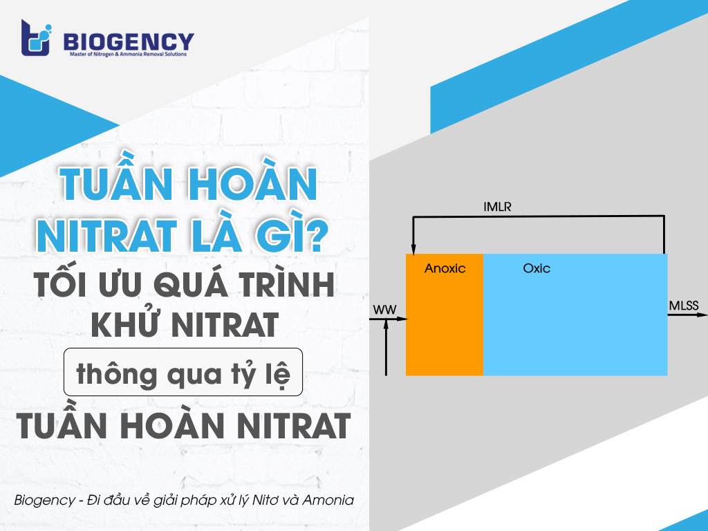 Tuần hoàn Nitrat là gì? Tối ưu quá trình khử Nitrat thông qua tỷ lệ tuần hoàn Nitrat