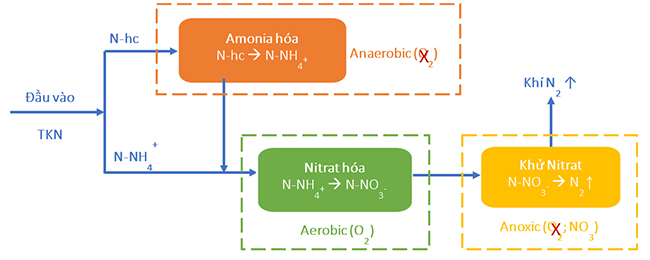Cơ chế chuyển hóa Nitơ trong nước thải, xử lý Nitơ Amonia dựa trên phương pháp sinh học.