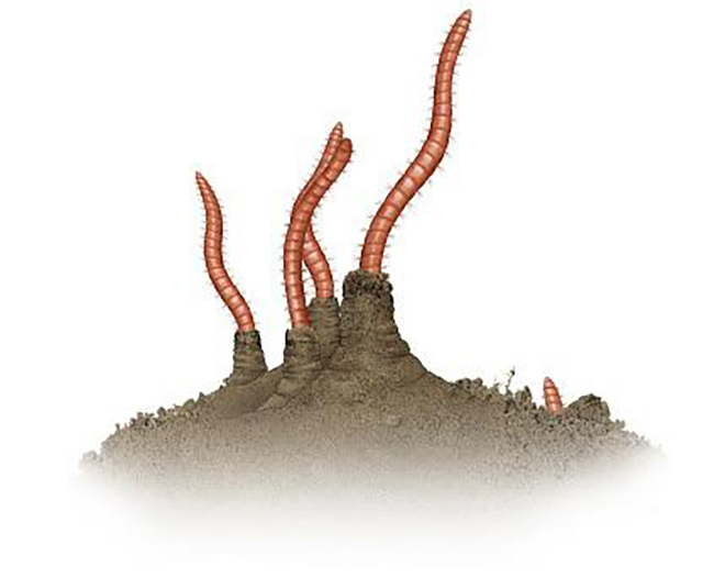 Giun đỏ sống bám trên bùn làm giảm sinh khối bùn.