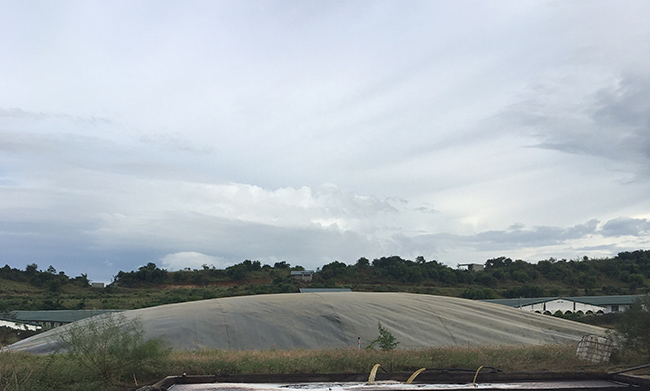 Hầm Biogas nước thải chăn nuôi heo.